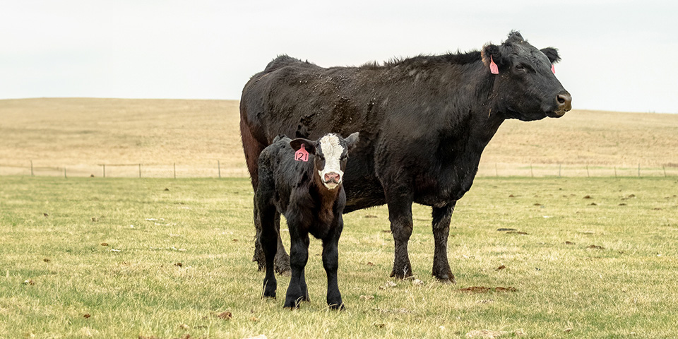 cow-calf in field