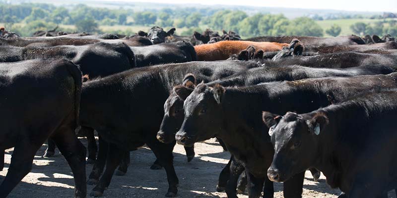 livestock cattle