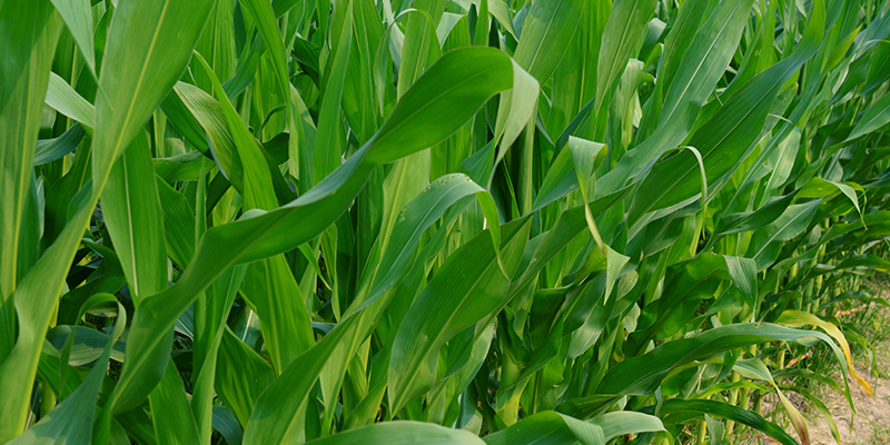 corn stalks 800x400