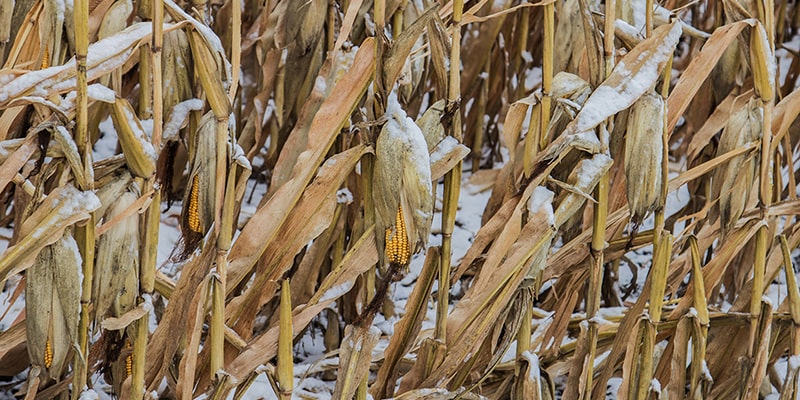 ripe corn with snow