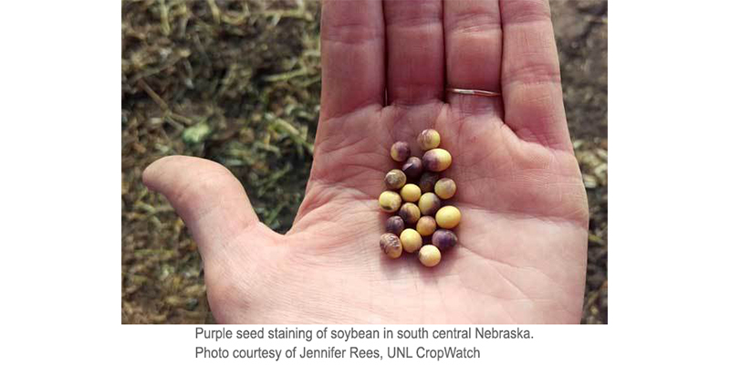 Soybean Cercospora Purple Seed Stain and Blight nebraska - UNL crop watch