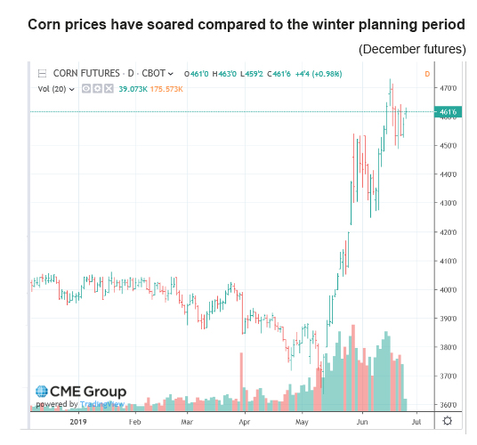corn december futures