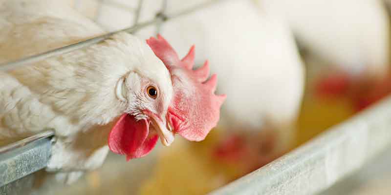 Financial-Best-Practices-in-the-Face-of-Avian-Influenza