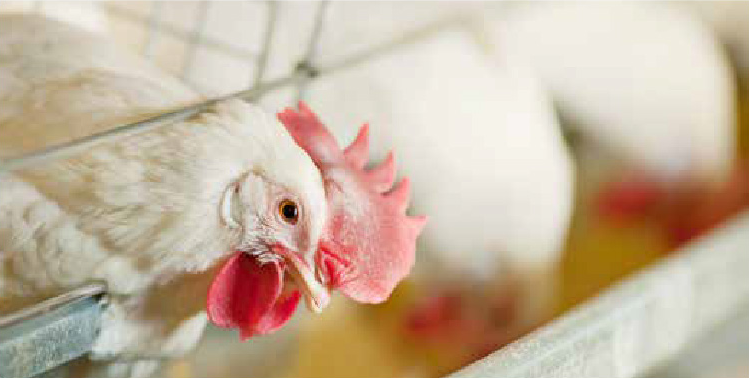 industry-specialists-poultry